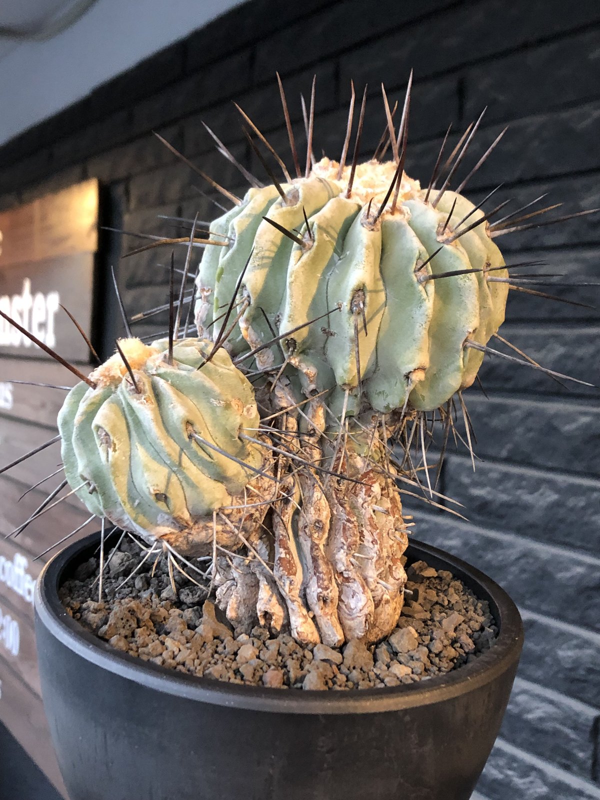 黒士冠　鉢付き　現地球カキコ　自根　鉢付き copiapoa cinerea ver.dealbata《L size》※現地球発根後店主国