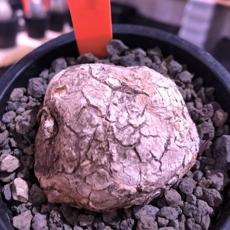 stephania venosa 《小さめM size》※現地球発根済株※恐竜の🥚卵みたくひび割れた味深き表皮にかわいいツル型の葉を展開‼︎※mad black pot植え