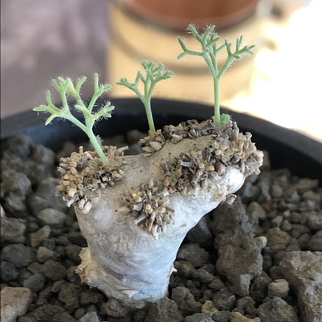 sarcocaulon peniculinum《大きめS size》激希少種※現地球発根後店主国内管理5年株※堪らないほど極白の美しい一株※mad black pot植え