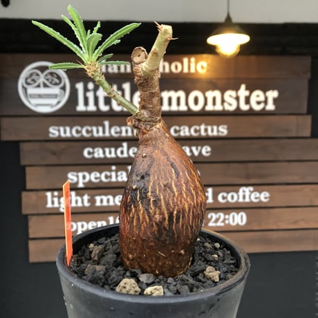 pachypodium succulentum 《M size》※現地球株発根済※サキュレンタムらしからぬ濃いめの肌に整った丸み強き良樹形が堪らない‼︎※mad black pot植え