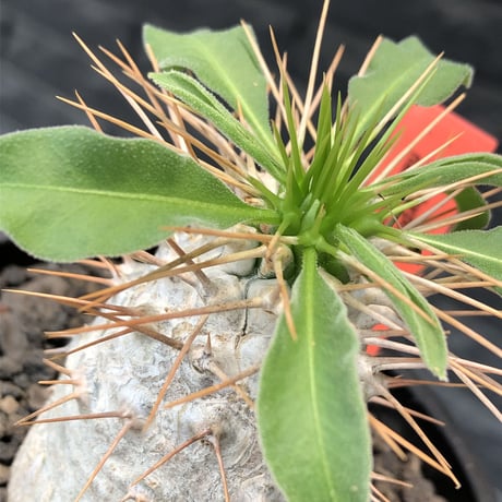 pachypodium  namaquanum 光堂《大きめM size》littmon seed🌱※ちょうど良き手乗りサイズ感の樹形バランスも良き一株‼︎※mad black bowl pot植え