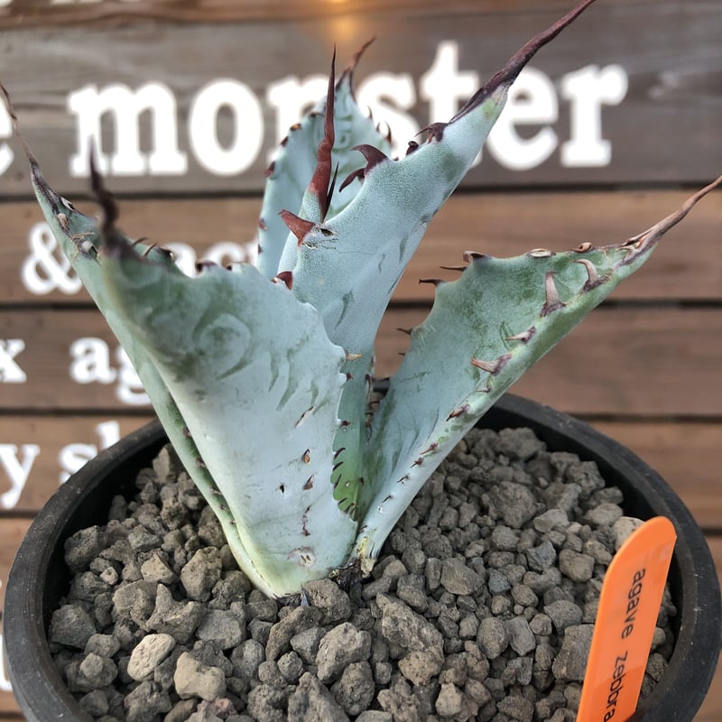 agave zebra(last1株) | plants holic agave zebra(last1株) | plants holic