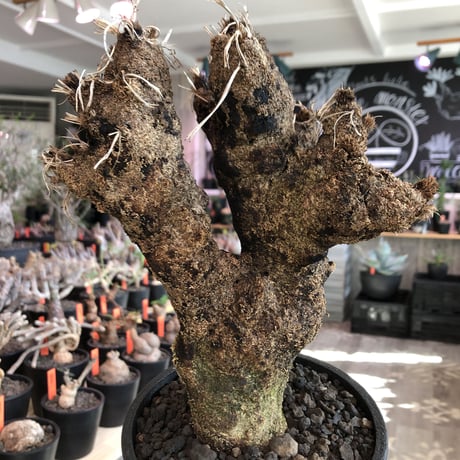 xerophyta  trichophylla《S size》※現地球発根済株※驚愕強靭株※限りなくweightはlow‼︎品種としこれでもかわいい小振りサイズ‼︎※mad black pot植え