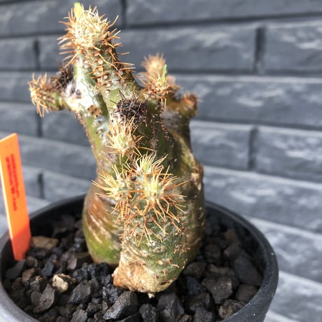 pachypodium  gracilius《M size》希少‼︎ニ頭枝w-he'd＆極green肌株※現地球発根後店主国内管理3年株※極green肌の良樹形双頭株※mad black pot植え