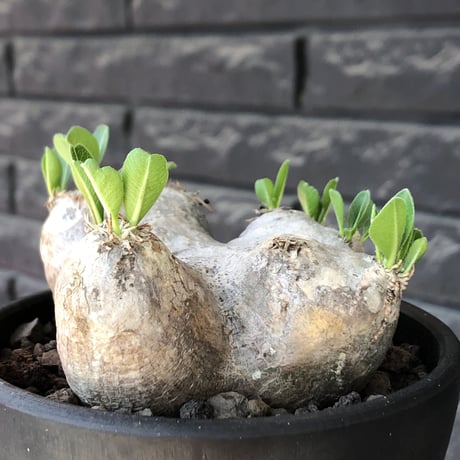 pachypodium  brevicaule恵比寿笑い《M size》※現地球発根後店主国内管理3年株※美しい肌を持つ手乗りサイズ感‼︎※mad black bowl pot植え
