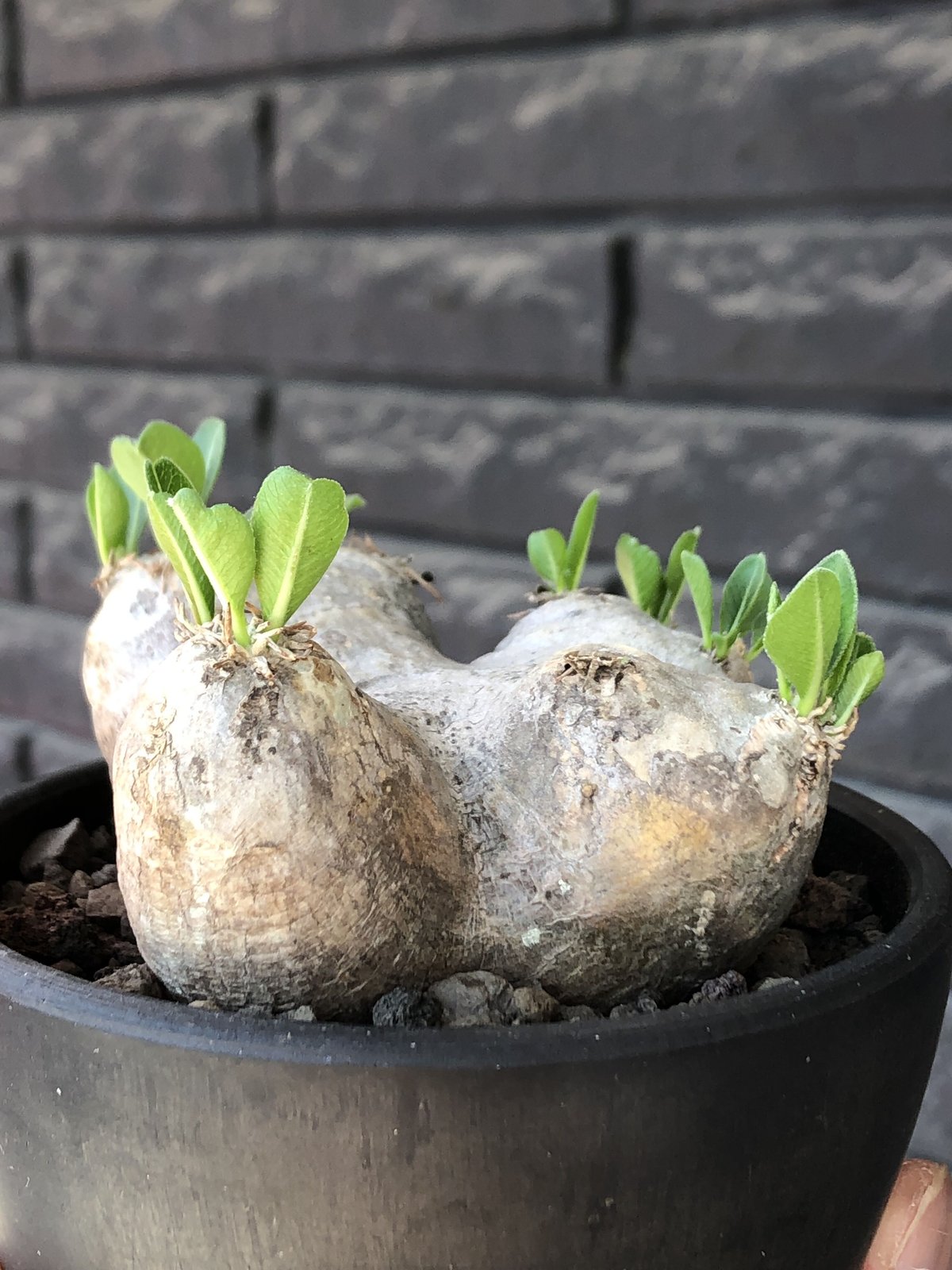 pachypodium brevicaule恵比寿笑い《M size》※現地球発根後店主国内