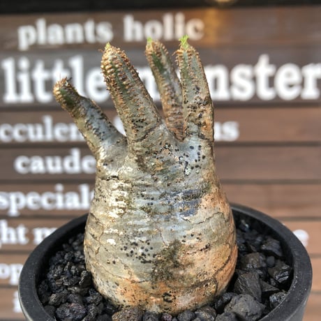 pachypodium  gracilius《大きめS size》五頭枝株※現地球発根済株※店主国内管理2年株※整いすぎなほどcompactに纏まった美株※mad black pot植え