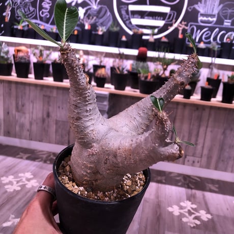 packypodium    cactipes《L  size》発根済み株‼︎  株幅&balance最高株‼︎