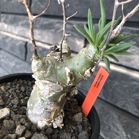 tylecodon  reticulatus《M size》※現地球発根済株※店主国内管理4年株※棘も多く残っており幹太めな味深き一株‼︎美しさ &impact絶大※mad black pot植え