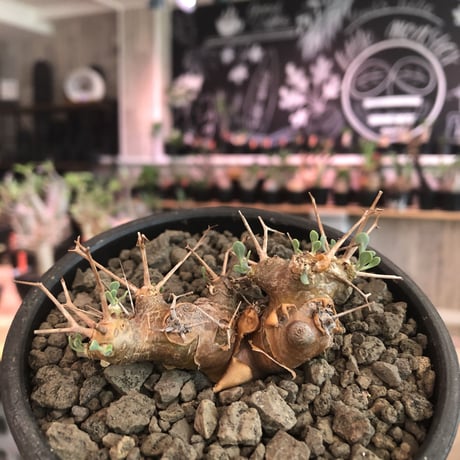 othonna   euphorbioides《S size》※現地球発根済株※小振り且つweight低き強棘な男前良樹形株※mad black bowl pot植え