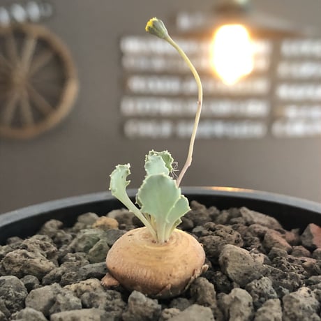 othonna  cacalioides《大きめS size》激希少‼︎現地球発根後店主国内管理6年株※主に実生株の流通の中、大変レアな一株※mad black pot植え