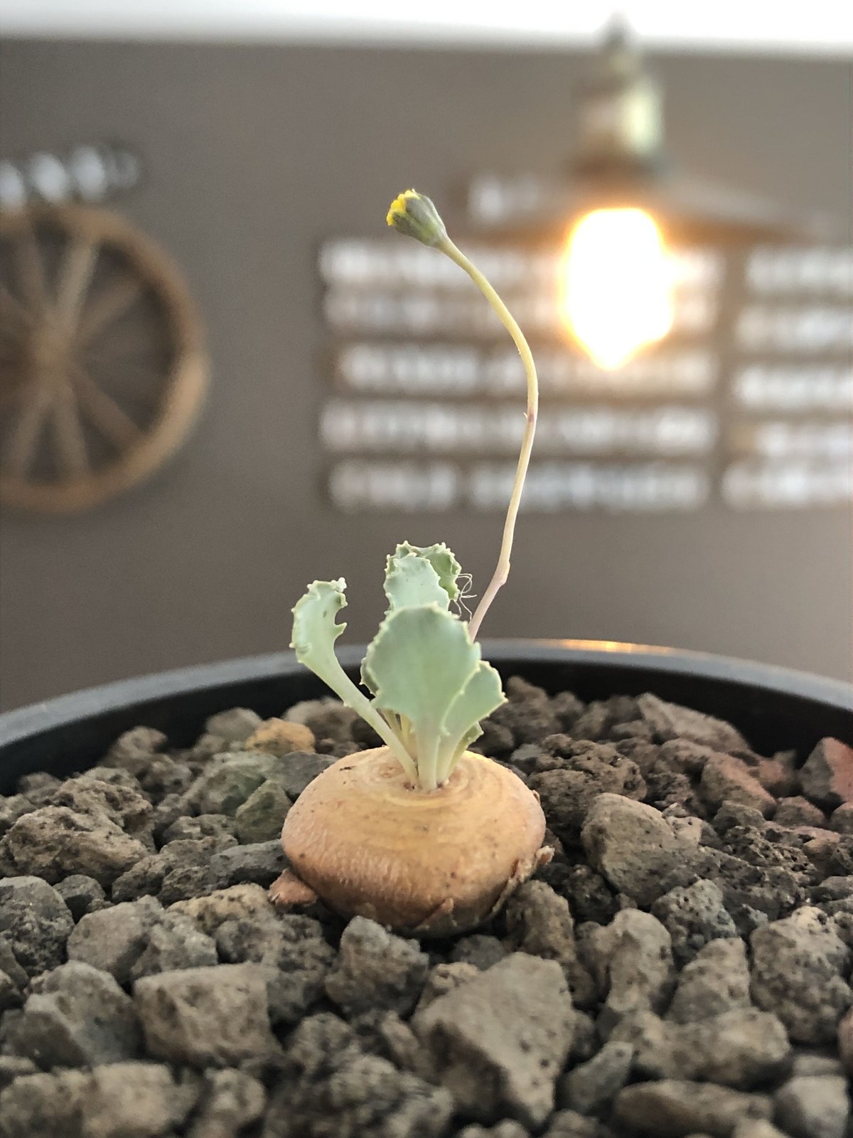 オトンナ レピドカウリス 実生株 塊根植物 - 観葉植物