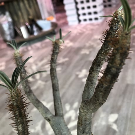 packypodium    gracilius《M size》発根済み株
