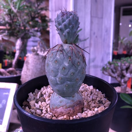 tephrocactus   geometricus《M size》水色肌の可愛い球体