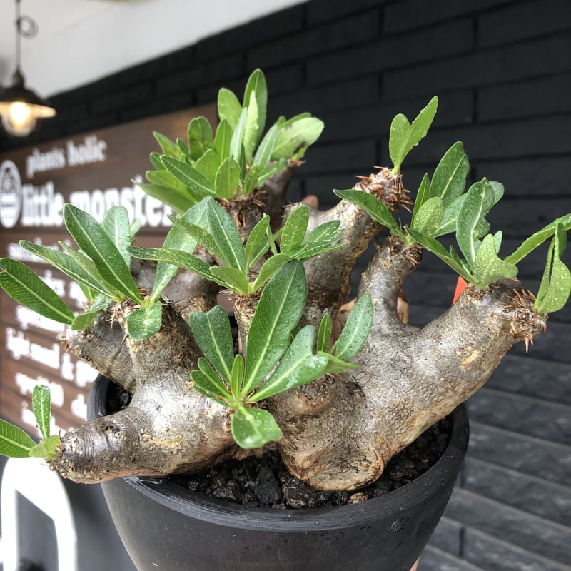 pachypodium brevicalyx《大きめL size》※現地球発根後店主国内