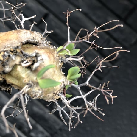 tylecodon  reticulatus《大きめM size》※現地球発根済株※店主国内管理3年株※weight低く幹も太い‼︎wild過ぎでimpact絶大‼︎※mad black pot植え
