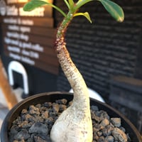 euphorbia ramena《M size》※現地球株発根済※ぽっこり丸み強き株元＆絶妙に捻くれた枝振りバランスが愛らしいラメナ※black bowl pot植え