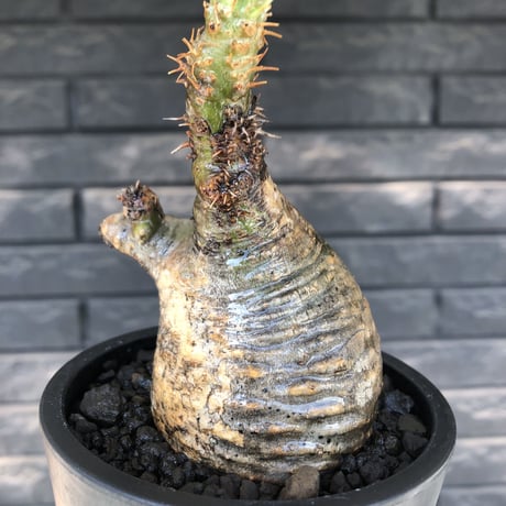 packypodium  gracilius《M size》希少green肌ニ頭枝＆半面現地焼け※現地球発根済株※店主国内管理3年株※interior性高く良き歪感※mad black pot植え