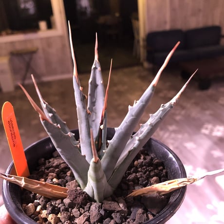 agave   utaensis   eborispina  《S  size》