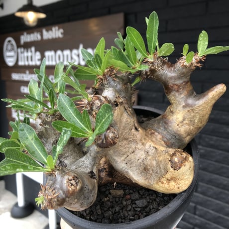 pachypodium brevicalyx《大きめL size》※現地球発根後店主国内管理6年株※丈があり大変ゴツゴツ感強き男前な出立ちが堪らない※mad black bowl pot植え
