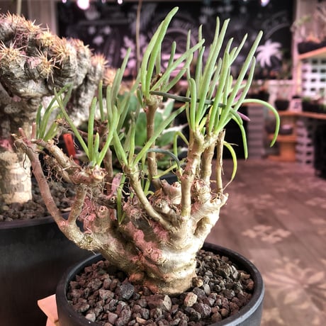 othonna protecta《L size》※現地球発根済株※今後輸入が厳しく流通少ない美しいプロテクタ‼︎サイズもbigな良株※mad black bowl pot植え