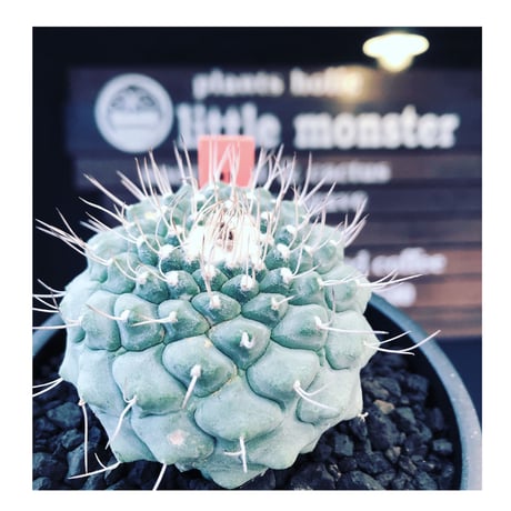 strombocactus菊水 | STORES strombocactus菊水 | STORES