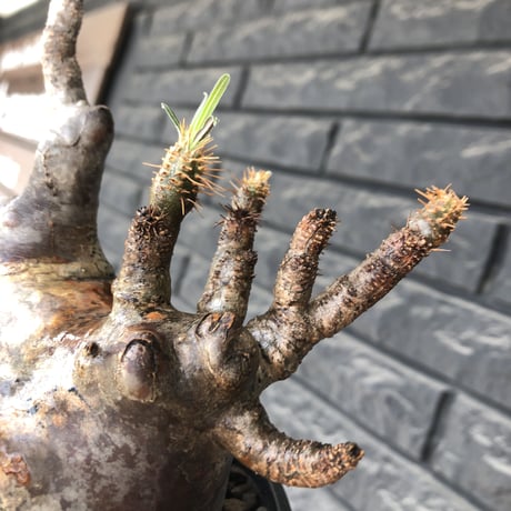 pachypodium gracilius《L size》※現地球発根後店主国内管理5年株※ぼってり良樹形な両A面‼︎選抜グラキ※mad black pot植え