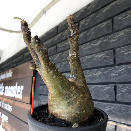 pachypodium gracilius《M size》※希少‼︎極green肌&良樹形※現地球発根後店主国内管理3年株※くっくりgreen肌が堪らなくエグい一株※mad black pot植え