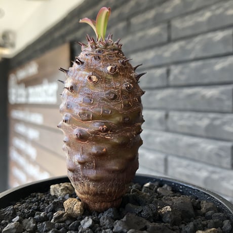 euphorbia  pachypodioides《M size 》※現地球株発根済※ボコボコ立体的樹形‼︎葉表がグリーンで葉裏とお花が紫なのが魅力的※mad black bowl pot植え
