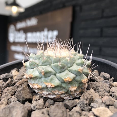 strombocactus 白棘菊水《大きめM size》※希少‼︎現地球カキ仔自根株※実生でもなくカキ仔株の為、良きDNAを受け継ぐ菊水※mad black bowl pot植え