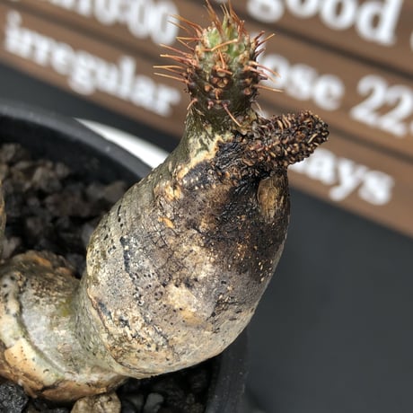 pachypodium  gracilius《M size》希少‼︎w-he'd＆現地焼け株※現地球発根後店主国内管理2年株※良樹形バランスを持ち良きサイズ感※mad black pot植え