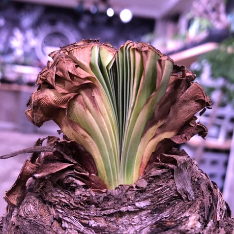 boophane   disticha  《 L size》※驚愕‼︎big過ぎる球体株‼︎※mad black bowl pot植え