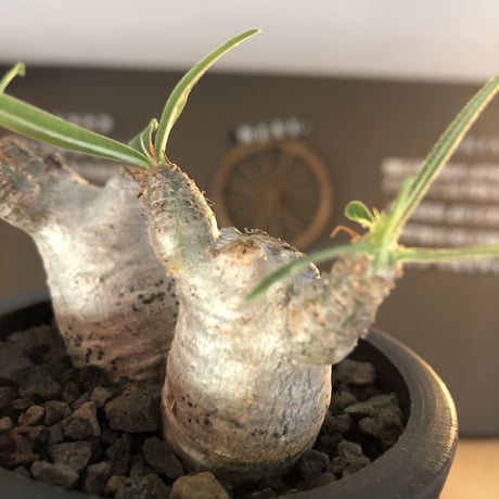 pachypodium gracilius《S size》白肌&W-he'd株※現地球発根後店主国内管理2年株※美しくかわいすぎる一株※mad black pot植え