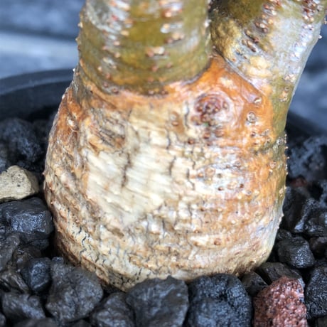 pachypodium gracilius《S size》希少green肌&二頭枝&現地焼け※現地球発根後店主国内管理1年株※二面性感じる纏まりも良きwild良樹形※mad black pot植え