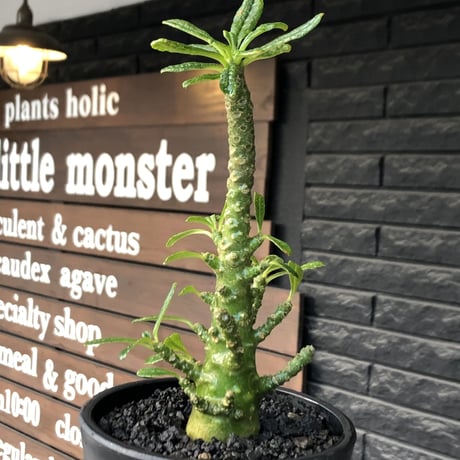希少‼︎dorstenia gigas《小さめL  size》littmon  seed🌱9年株※極太ぼってり株元に良枝振りなリトモン渾身の一株※mad black pot植え