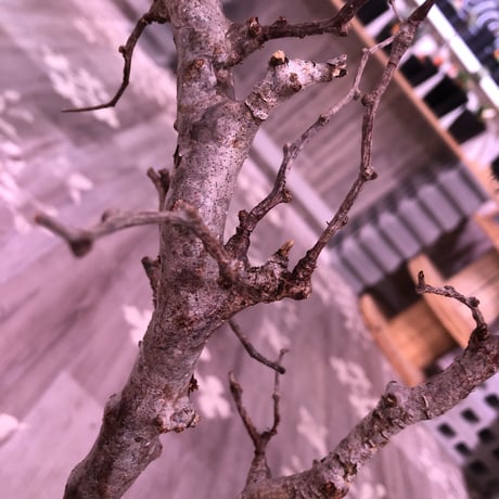 commiphora   monstrosa《 L size》芽吹き&発根済み株！