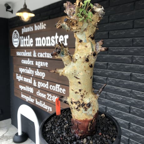 commiphora  holtziana《LL size》※現地球発根後店主国内管理3年株※weight低め且つ極太幹も味深くカッコいい一株※mad black bowl pot植え