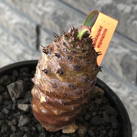 euphorbia  pachypodioides《M size 》※現地球株発根済※ボコボコ立体的樹形‼︎葉表がグリーンで葉裏とお花が紫なのが魅力的※mad black bowl pot植え
