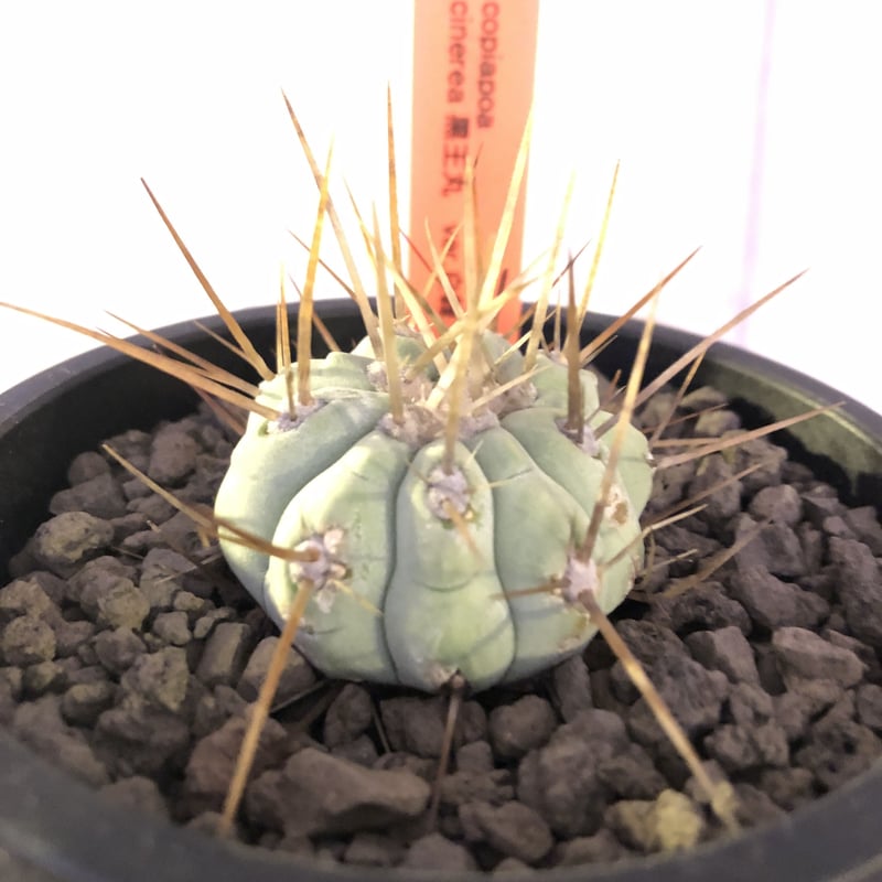 copiapoa cinerea 長棘白棘黒王丸《S size》現地球株カキ仔自根株‼︎