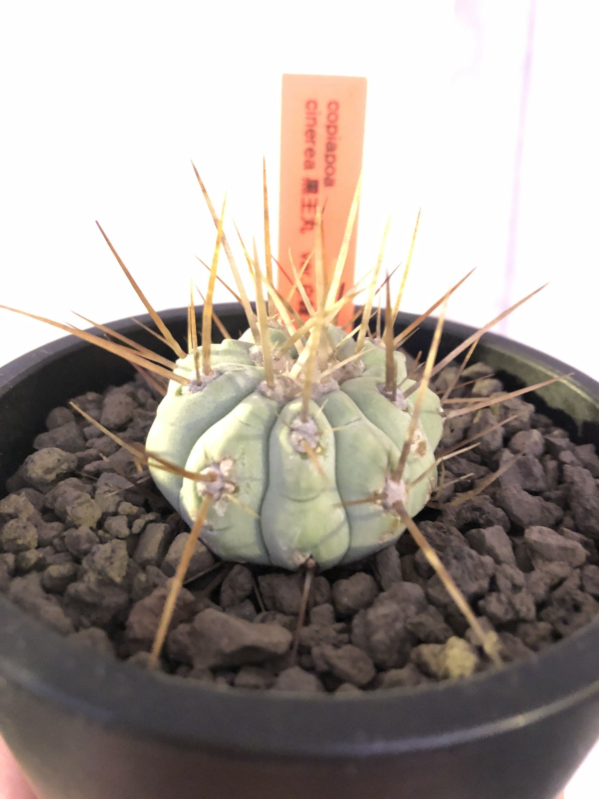 copiapoa cinerea 長棘白棘黒王丸《S size》現地球株カキ仔自 copiapoa cinerea 長棘白棘黒王丸《S size》現地球株カキ仔自