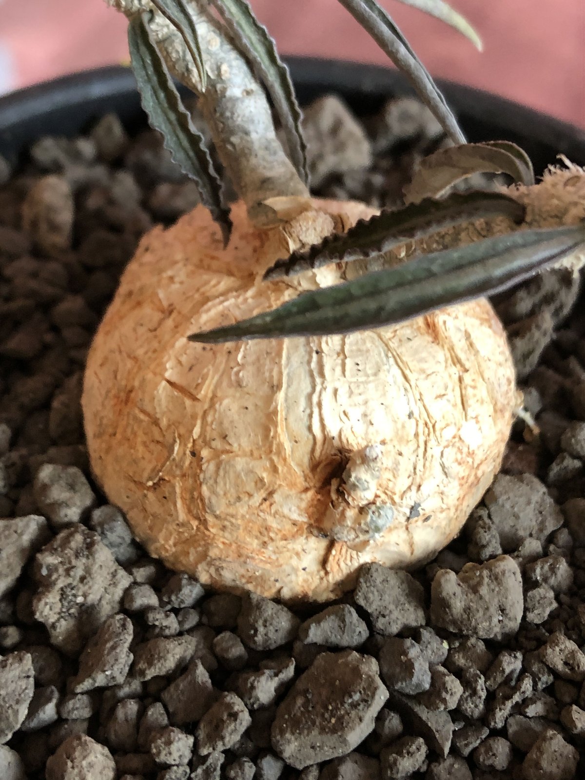 euphorbia waringiae《 M size》※現地球発根済株※店主国内管理3年株