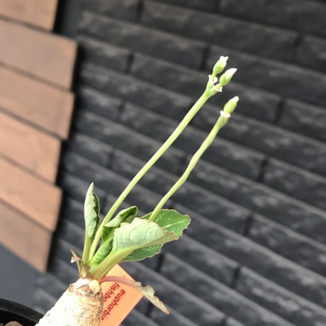 euphorbia  fishbone《 大きめM size》※現地球株発根済※激希少‼︎流通少なきフィッシュボーン※mad black pot植え