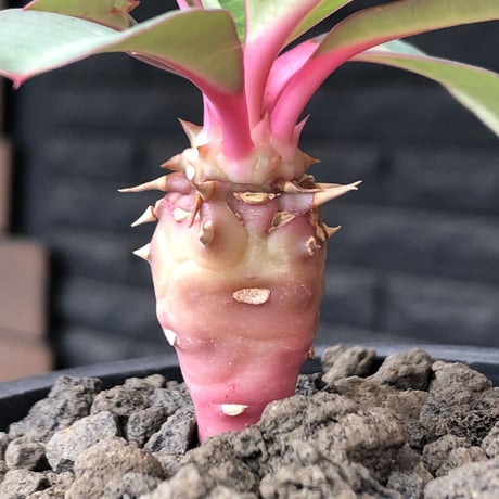 euphorbia viguieri《S size》※現地球株発根済※小振りでピンクカラーが可愛すぎる一株‼︎※mad black pot植え