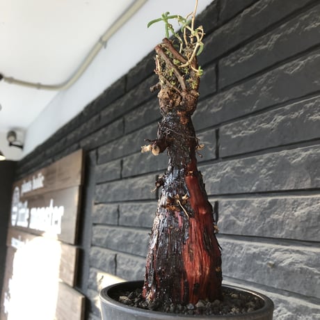 mestoklema tuberosum《L  size》※現地球発根後店主国内管理4年株※より赤肌強き個体となり味深き表皮が堪らなく冬季も動く唯一無二な希少灌木※mad black pot植え