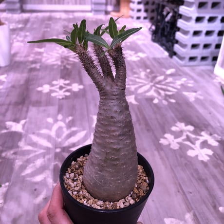 packypodium  gracilius《M size》 ※現地球株  発根済み株‼︎  （限定13株）