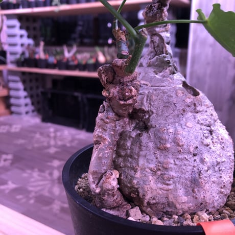 adenia   plastic《大きめM size》※大変肌質と表皮が木質化したvintage株‼︎ ※mad black pot植え　※希少