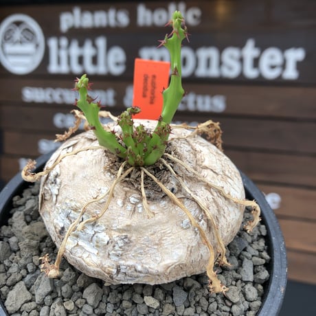 euphorbia  decidua《小さめL size 》※現地球発根後店主国内管理6年株※偏平まん丸樹形‼︎ギャップ萌えな棘を持つ多肉葉も可愛い一株※mad black bowl pot植え