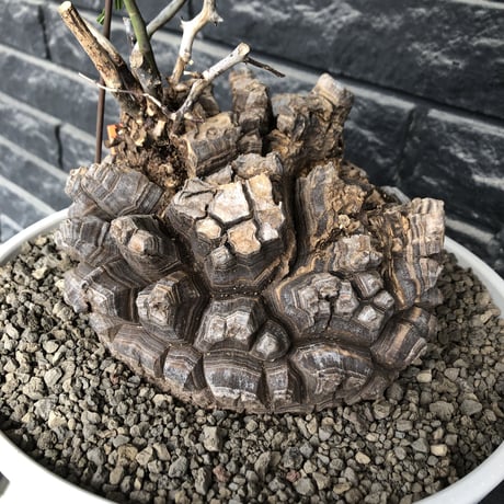 dioscorea elephantipes アフリカ亀甲竜《大きめL L size》大株※現地球発根後店主国内管理18年株※好きな方には堪らないwildすぎる出立ち※mad white 浅鉢植え