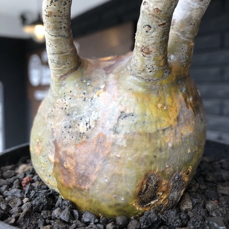 pachypodium gracilius《小さめL size》※現地球発根後店主国内管理2年株※愛くるしいぼってり良樹形な一株※mad black bowl pot植え