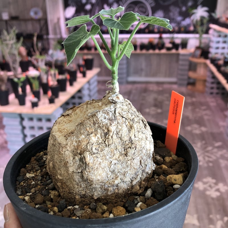 cyphostemma pachypus《L size》 | plants holic